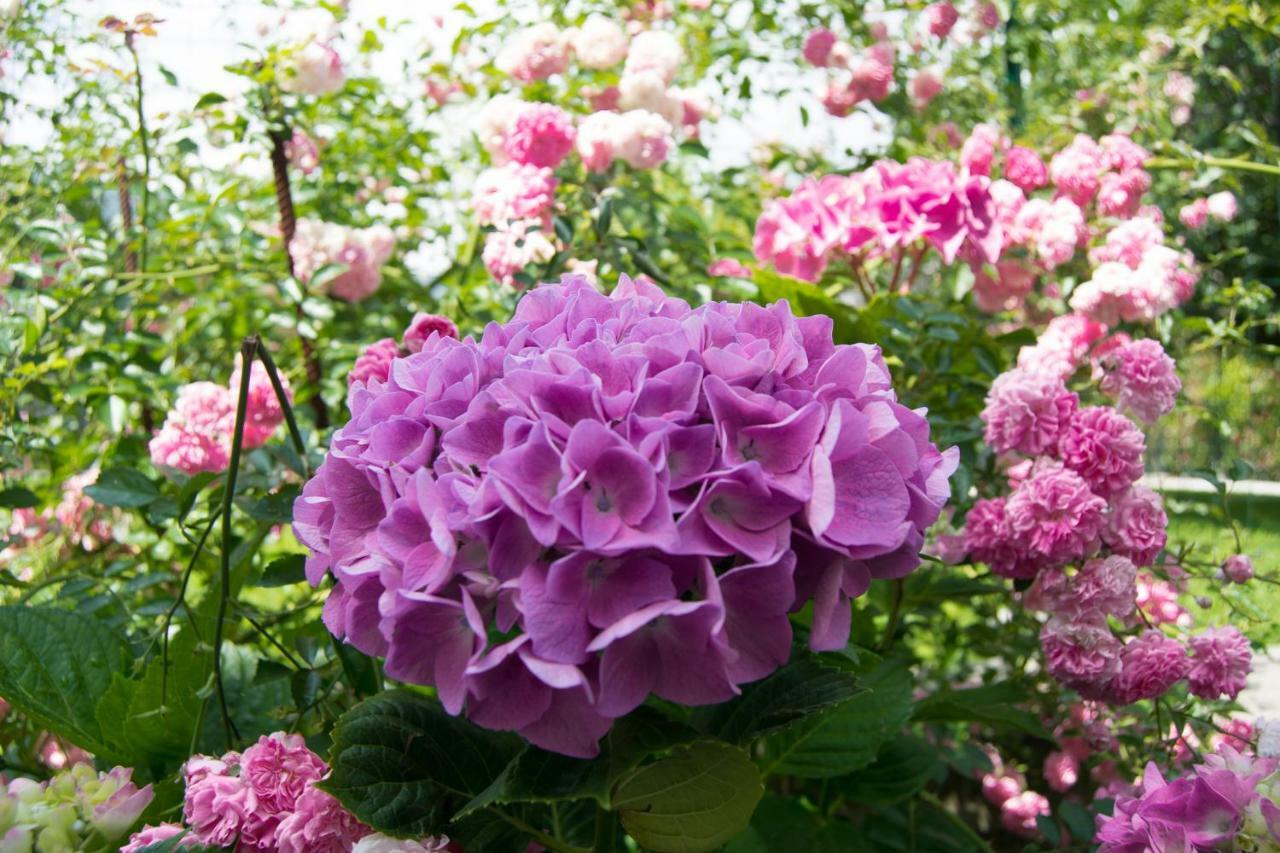 Giardino Delle Ortensie กันโนบีโอ ภายนอก รูปภาพ